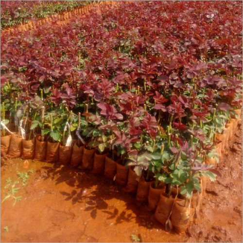Red top secret Dutch Rose's plants, For cultivation, Packaging Type: Box at  Rs 10/piece in Pune