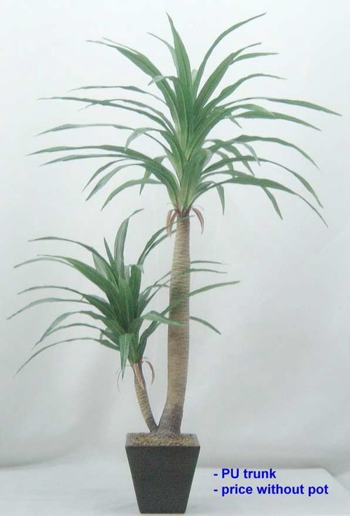 4' DRECINA PLANT X 2