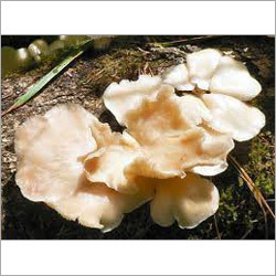 Chanterelle Mushroom