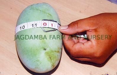 Gir Special Kesar Mango Grafts
