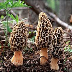 Morel Mushroom - Wild Cultivation, High in Protein and Nutritional Value, Refrigerated Storage, Prepared Dried or Fresh - Rich Flavor and Unadulterated Quality