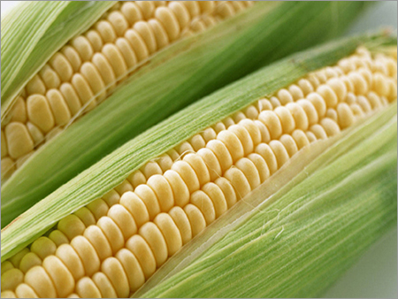 Yellow Corn Maize - Superior Grade, Rich in Fiber and Antioxidants, Fresh and Fine Grain Size