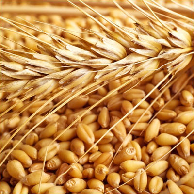 sharbati wheat