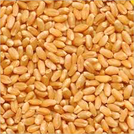 GW 322 Wheat
