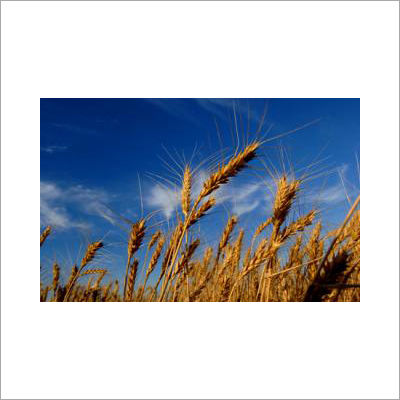 GW 366 Wheat