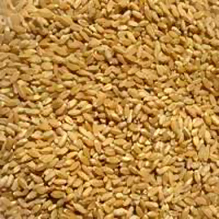 Lokwan Wheat