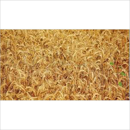 PBW 343 Wheat
