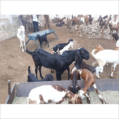 Barbari Goat By B. K. Goat Farming