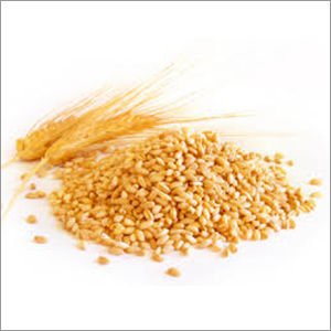 Indian Wheat