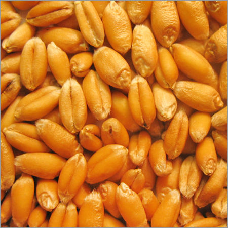 SHRIJI Wheat