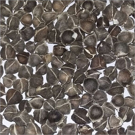Moringa Seeds Without Wings