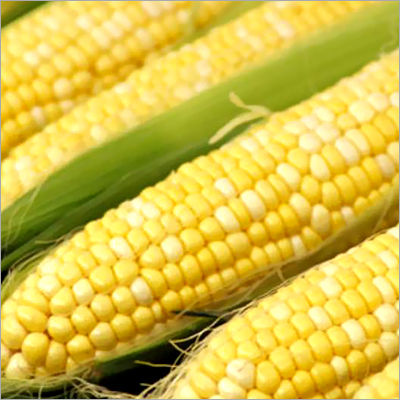 Yellow Maize