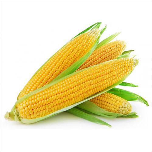 Organic Yellow Maize