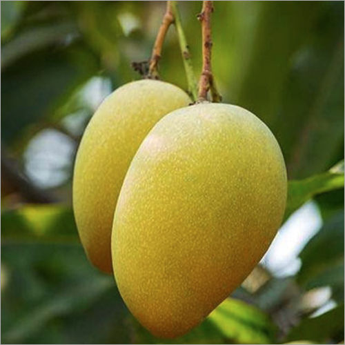 Dasheri Mango