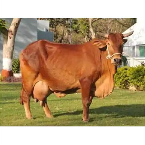 Gir Cow