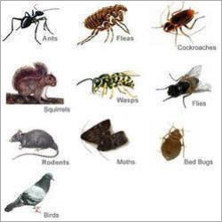 Chemical Pest Control Services