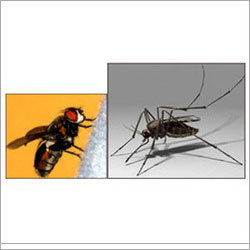 Flying Insects Control Services By RASHTRIYA CHEMICAL & HERBAL PEST CONTROL SERVICE