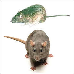 Rat Control Services By RASHTRIYA CHEMICAL & HERBAL PEST CONTROL SERVICE
