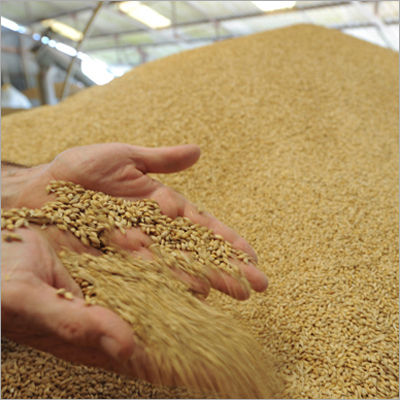 Whole Grain Pure Wheat Hardness: Rigid