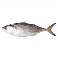 Indian Mackerel Fish