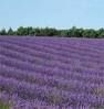 Lavandula angustifolia Fine Fragrances