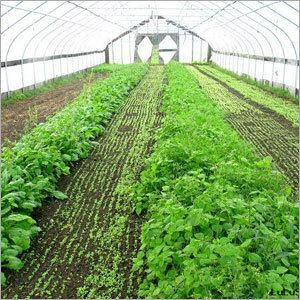 Naturally Ventilated Greenhouse