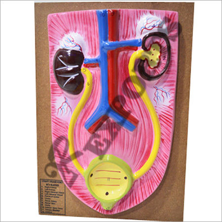 Urinary System Model