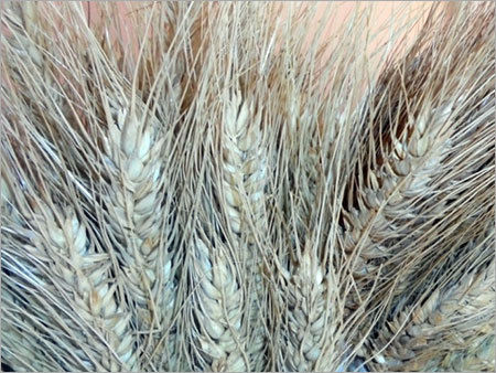 SPECTRA Wheat