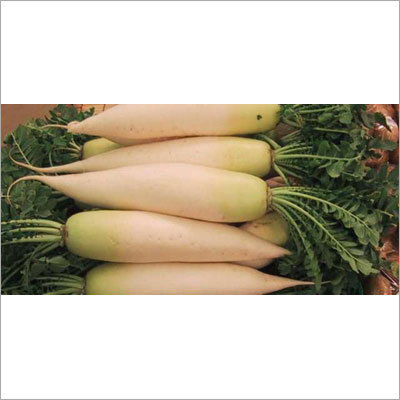 As Per Requirement Fresh White Radish