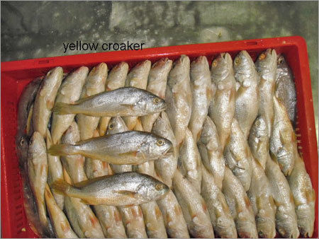 Yellow Croaker - High Nutritional Value Fish with Long Shelf Life, Rich Taste & Easy Cooking