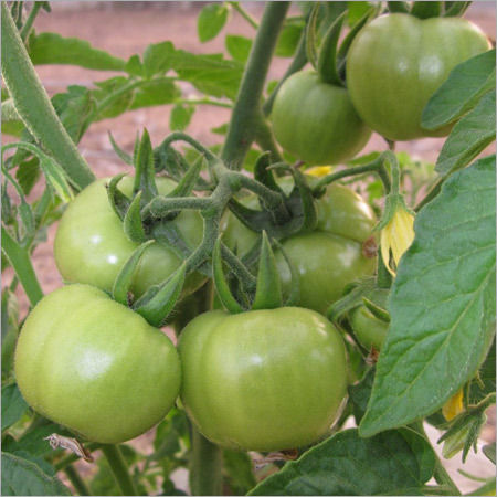 Tomato Farming