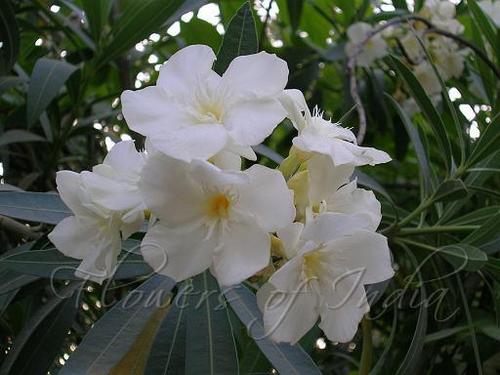 White Arali Flowers