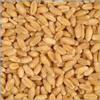 Indian Wheat