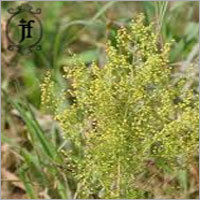 Artemisia Annua