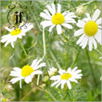 Chamomile German Hydrosol