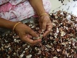 Tamarind Seeds