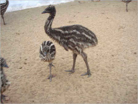EMU Bird's Chick
