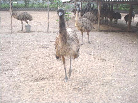 Emu Consultance By ADITYA EMU FARM