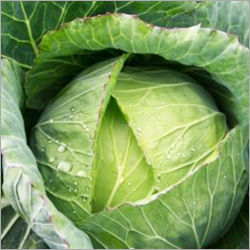 Fresh Green Cabbage