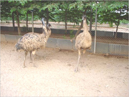  पौष्टिक EMU पक्षी उत्पाद 