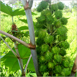 Castor Plant