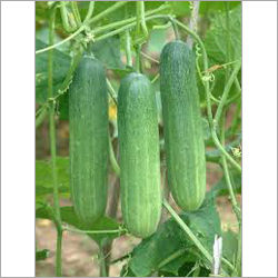 Green Cucumber - Organic, Fresh Medium-Sized Cylindrical Fruits | High Nutritional Value, Long Shelf Life, Air-Tight Packaging