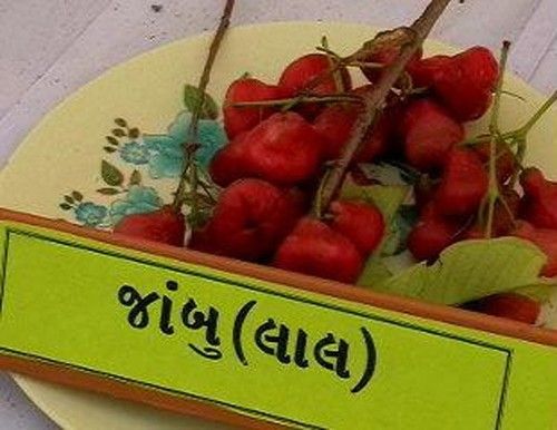 Red Jamun Fruit
