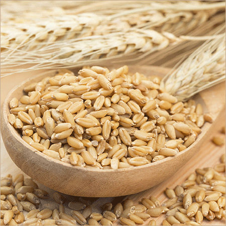 Barley Seeds