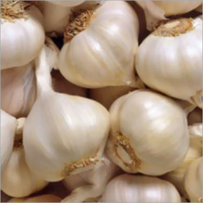 Fresh Garlic