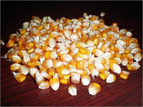 Maize Grains