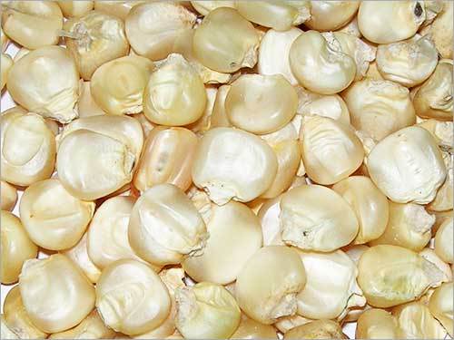 White Maize Grain