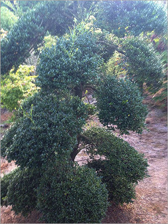 Ilex Crenata Tree