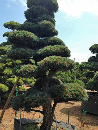 Juniperus Chinensis Bonsai Tree