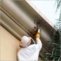 Honey Bees Control Solution By DOCTORS PEST CONTROL